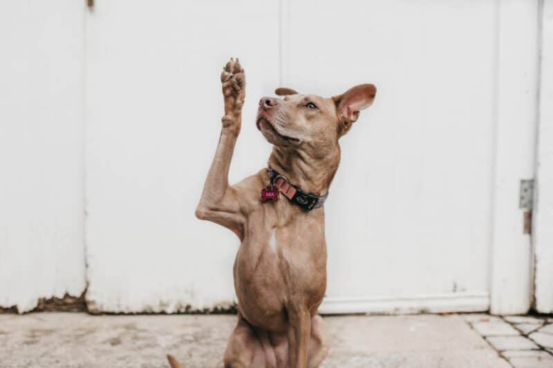 self-development-question-dog-raising-paw